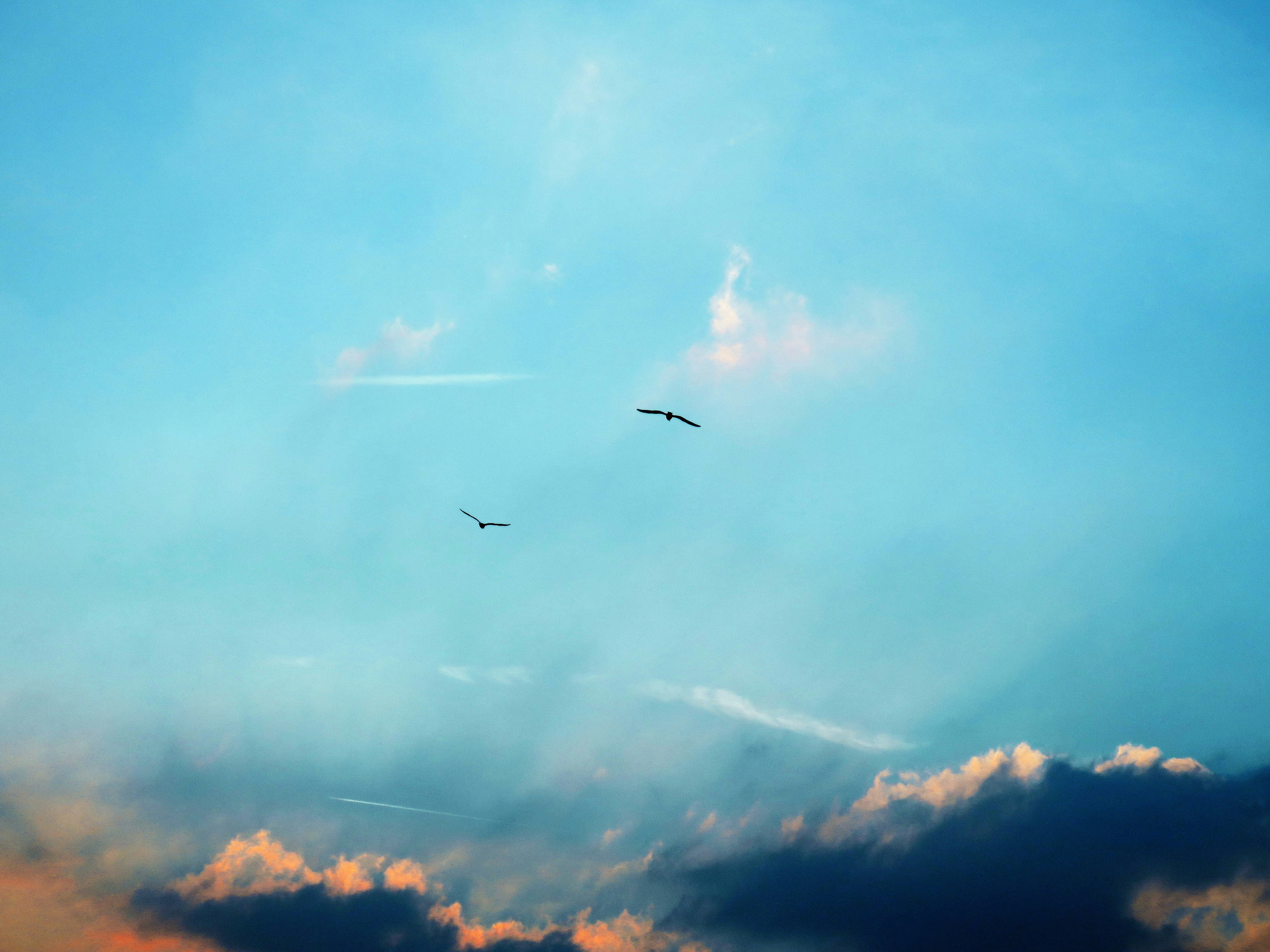 Birds