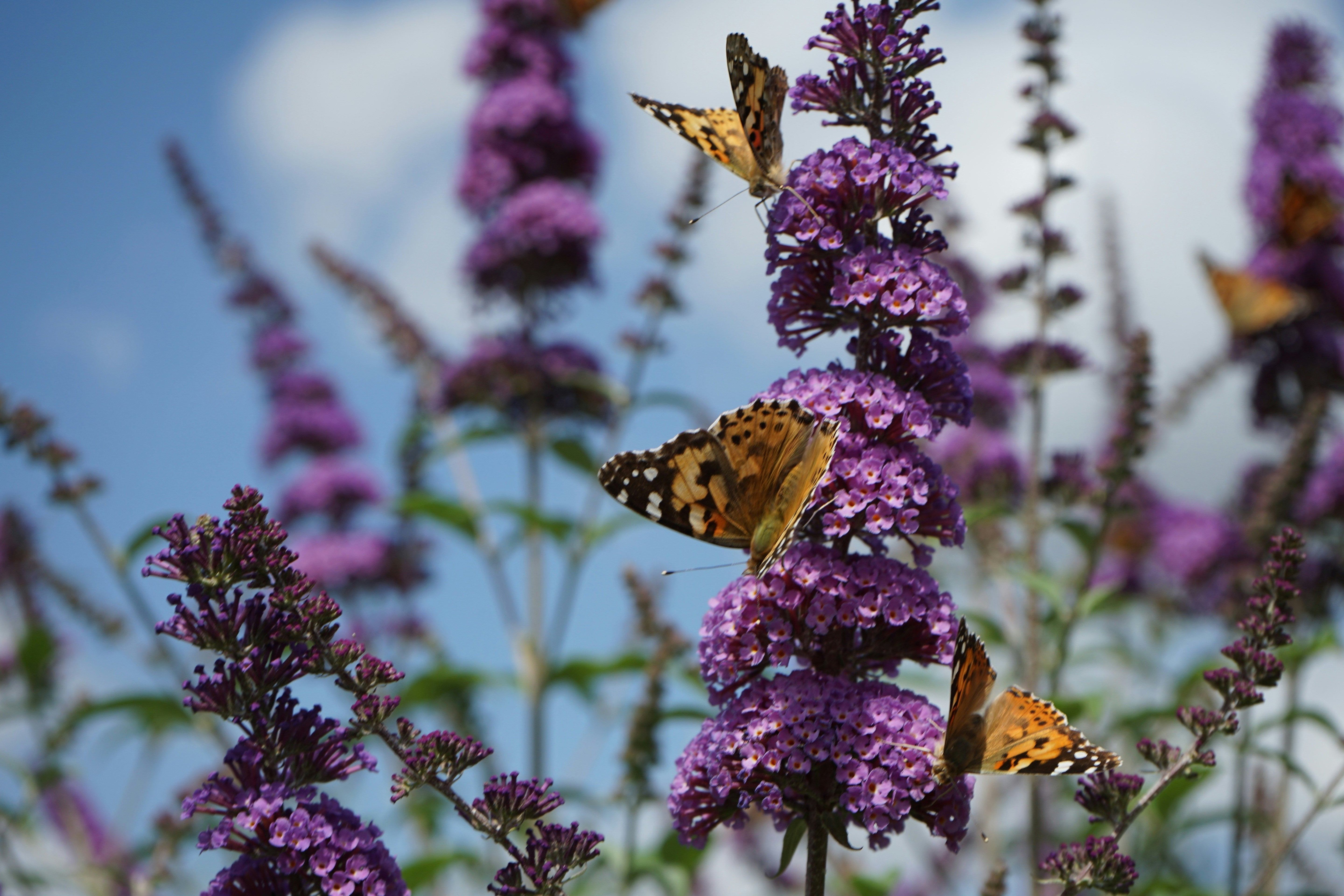Butterflies