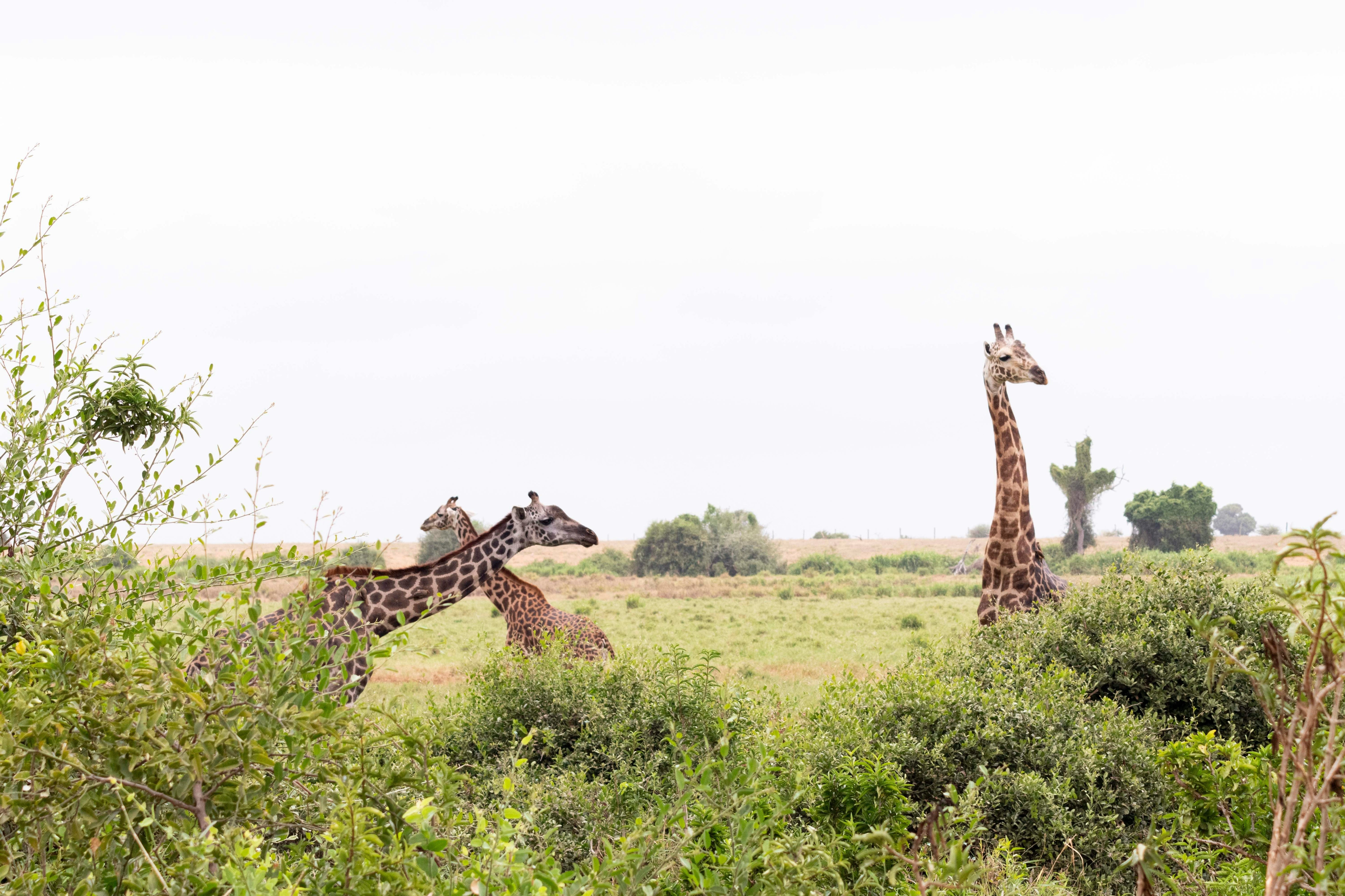 Wildlife Animals