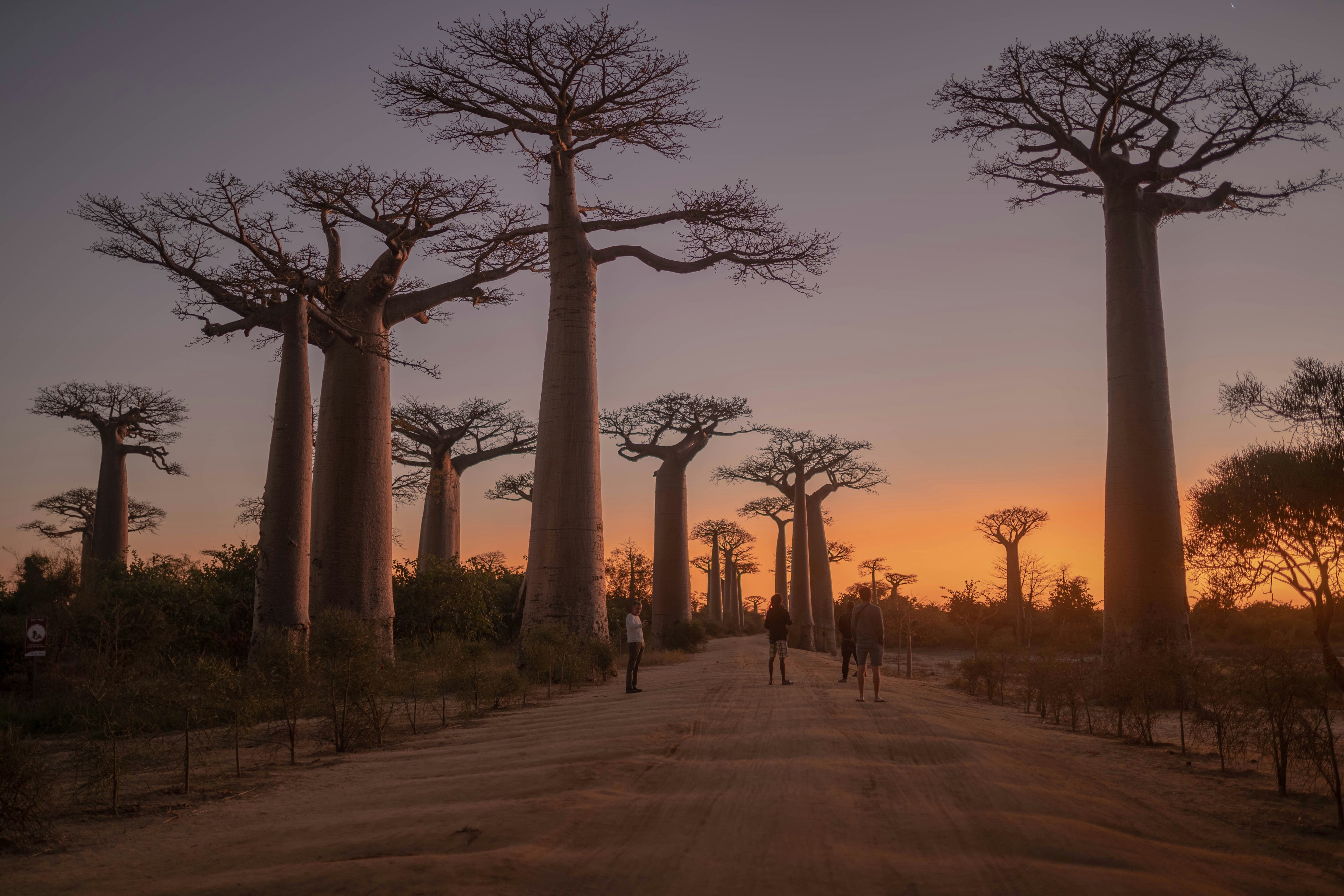 The Baobab Collection