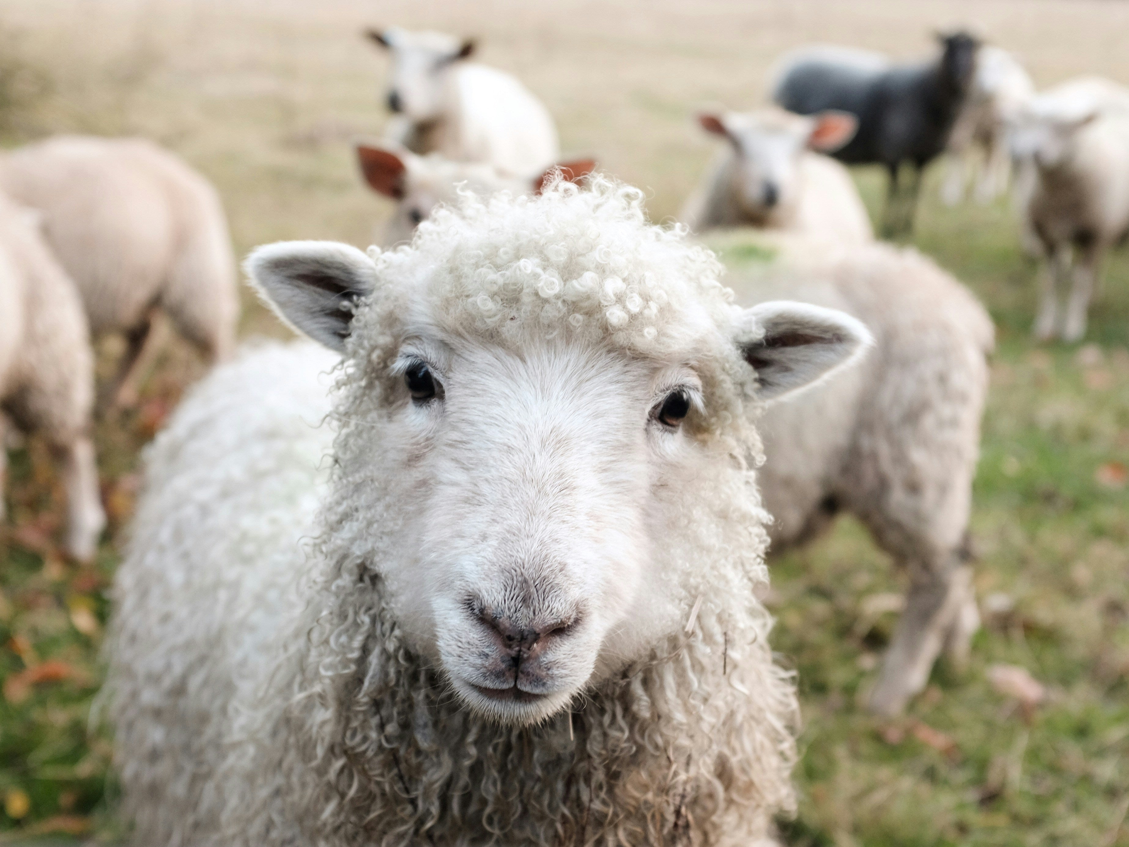 Farm Animals