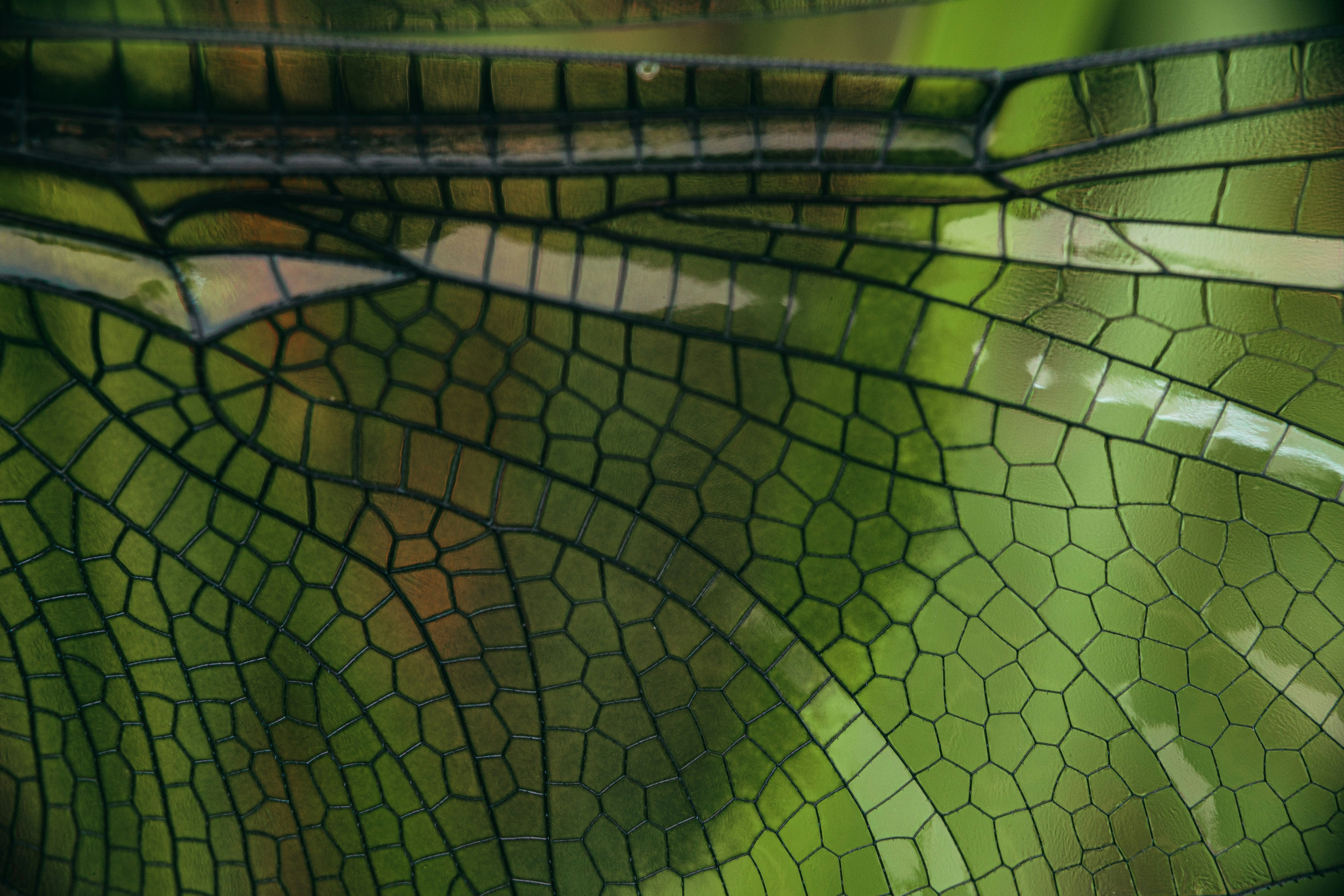 Insects