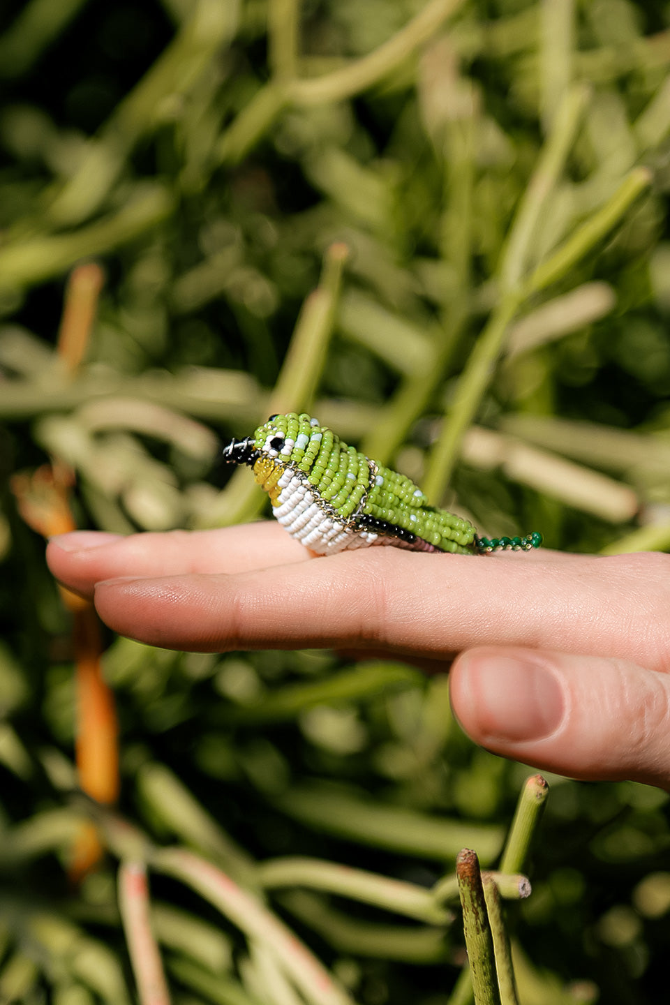 Miniature Waxbill Bird Pikanini