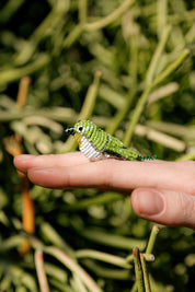 Miniature Waxbill Bird Pikanini