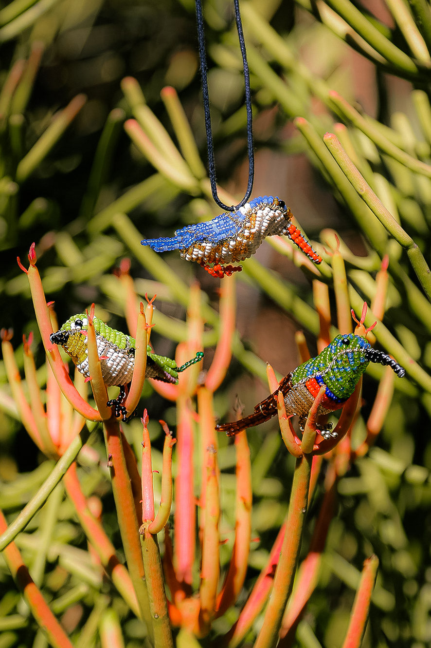 I-Malachite Kingfisher